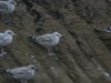 Caspian Gull at Barling Rubbish Tip (Steve Arlow) (100970 bytes)